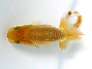 葛飾愛魚会　第一回研究会　一位　山本氏