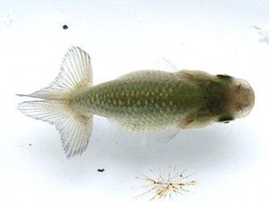 葛飾愛魚会　第一回研究会　二位　伊藤氏