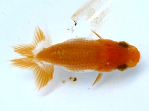 葛飾愛魚会　第一回研究会　三位　長井氏