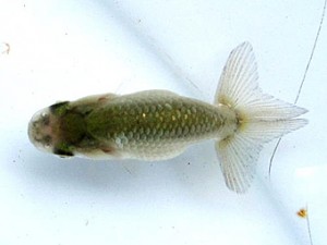 葛飾愛魚会　第一回研究会　四位　星野氏