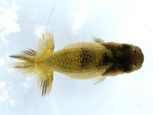 葛飾愛魚会　第一回研究会　五位　登嶋氏