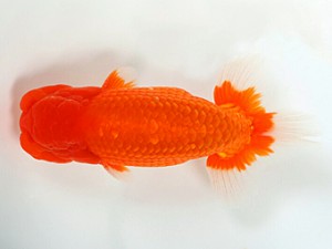 錦友会　二歳会　東大関　原　行男