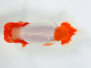 錦友会　二歳会　西大関　原　行男