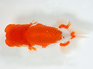 錦友会　二歳会　立行司　田中康浩