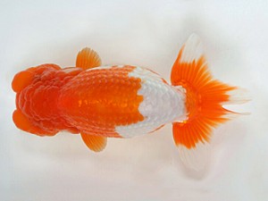 錦友会　二歳会　東取締　鈴木敏宏