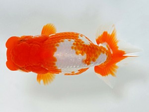 錦友会　二歳会　西取締　小山徹志