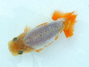 喜樂らんちう会　第1回研究会　西大関　木村文夫　葛飾区