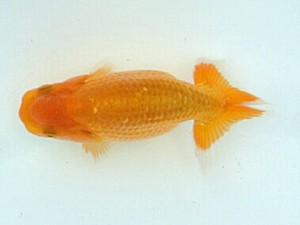 喜樂らんちう会　第1回研究会　立行司　登嶋秀法　足立区