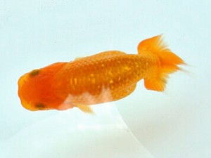 喜樂らんちう会　第1回研究会　取締一　林　和明　足立区