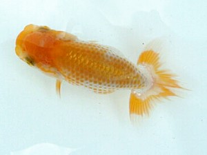 喜樂らんちう会　第1回研究会　取締二　高橋雅徳　越谷市