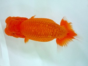 宮城・山形　二歳会　立行司　和井内貴久　八戸