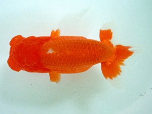 宮城・山形　二歳会　取締二　小林一仁　福島