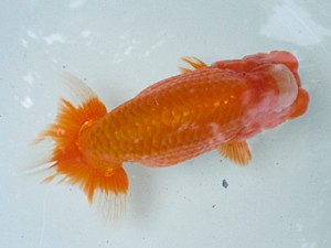 清水らんちう同好会　二歳会　東大関　伴野英明