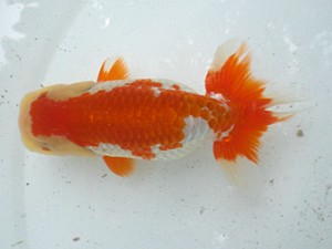 清水らんちう同好会　二歳会　立行司　尾原　保