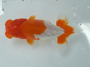 清水らんちう同好会　二歳会　東取締　斎藤宏典