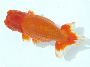 静岡らんちう同好会　二歳会　東大関　海野貴史