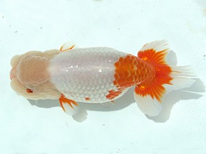 静岡らんちう同好会　二歳会　西大関　海野貴史