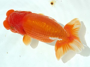 静岡らんちう同好会　二歳会　立行司　曽根　修