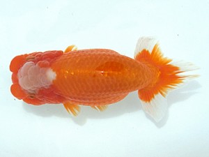 静岡らんちう同好会　二歳会　取締二　吉川一夫