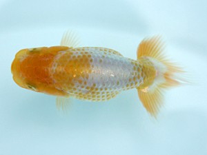 天狗會　当歳魚研究会　特選二　深井利靖　柏市