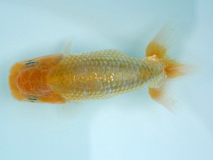 天狗會　当歳魚研究会　特選三　中村健一　浦和市