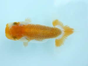 天狗會　当歳魚研究会　特選四　須田友一郎　八王子市