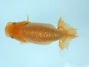 天狗會　当歳魚研究会　特選五　伊藤嘉男　千葉市