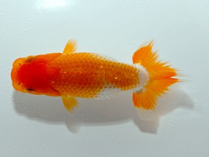 横浜観魚会　第1回研究会　1位　藤川直子