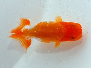 横浜観魚会　第1回研究会　2位　鶴岡喜市