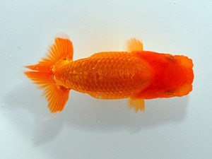 横浜観魚会　第1回研究会　3位　田代裕則