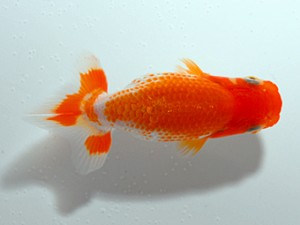 横浜観魚会　第1回研究会　4位　藤川賢二