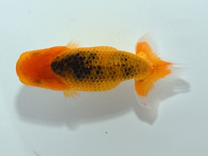 横浜観魚会　第1回研究会　1位　目黒康弘