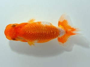 横浜観魚会　第1回研究会　2位　安田英一