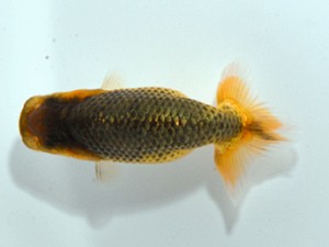 横浜観魚会　第1回研究会　4位　目黒康弘