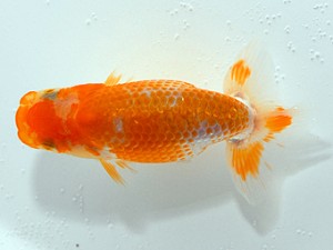 横浜観魚会　第1回研究会　5位　吉野雄一