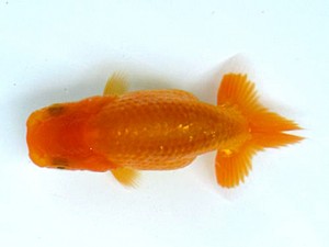 愛魚会　第１回研究会　1位　林　和明