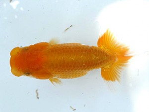 愛魚会　第１回研究会　2位　吉川宗夫