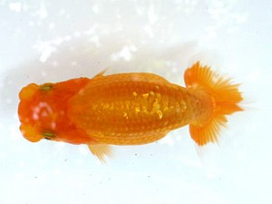 愛魚会　第１回研究会　3位　木村文夫