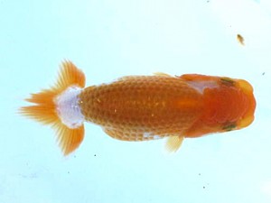 愛魚会　第１回研究会　5位　七尾好之