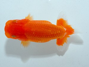 房総らんちう会　第１回研究会　1位　大渕　功