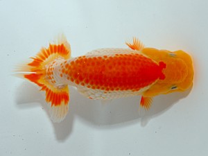 房総らんちう会　第１回研究会　2位　大渕　功