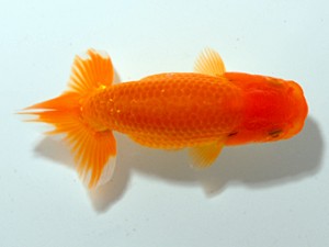 房総らんちう会　第１回研究会　3位　藤川直子