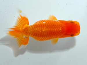 房総らんちう会　第１回研究会　4位　藤川賢二