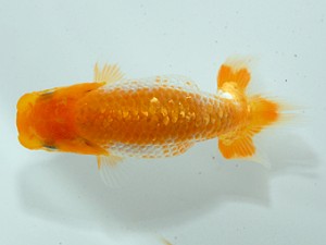 房総らんちう会　第１回研究会　5位　伊宮利徳