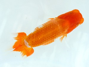 愛媛らん友会　東大関　佐々木勝利　松山