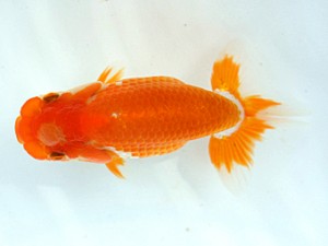 愛媛らん友会　西大関　藤原博文　徳島