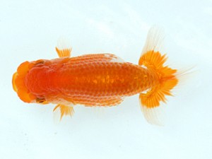 愛媛らん友会　立行司　松友正一　松山