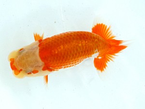 愛媛らん友会　取締一　吉成志朗　徳島