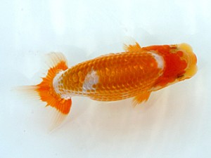 愛媛らん友会　取締二　佐々木勝利　松山