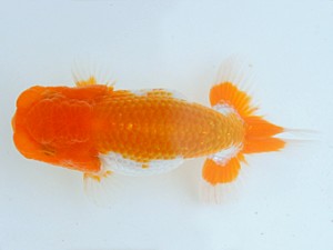 広島らんちゅう会 研究会　東大関　村上暢彦